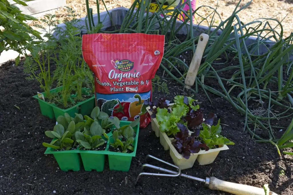 tomato vegetable and herb plant food with garden tools and starter plants