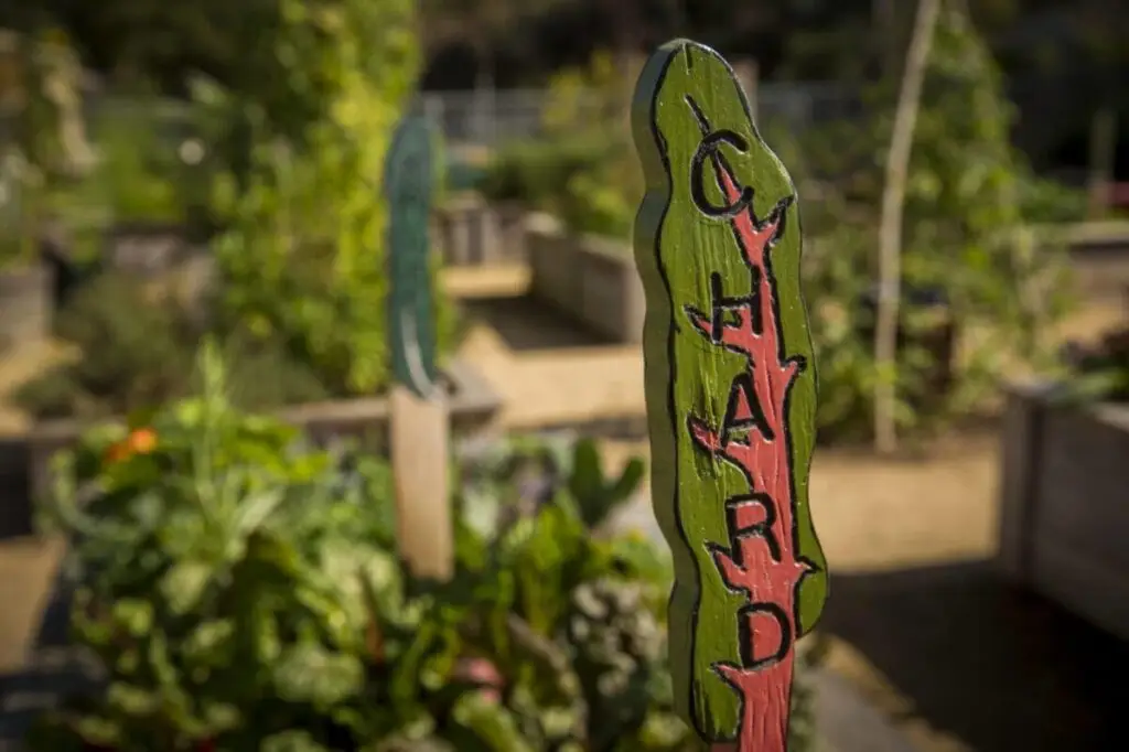 urban gardening