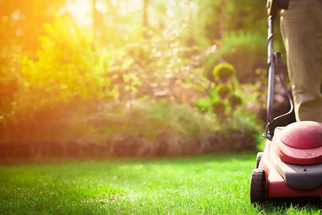 5 tips to keep your lawn green in summer
