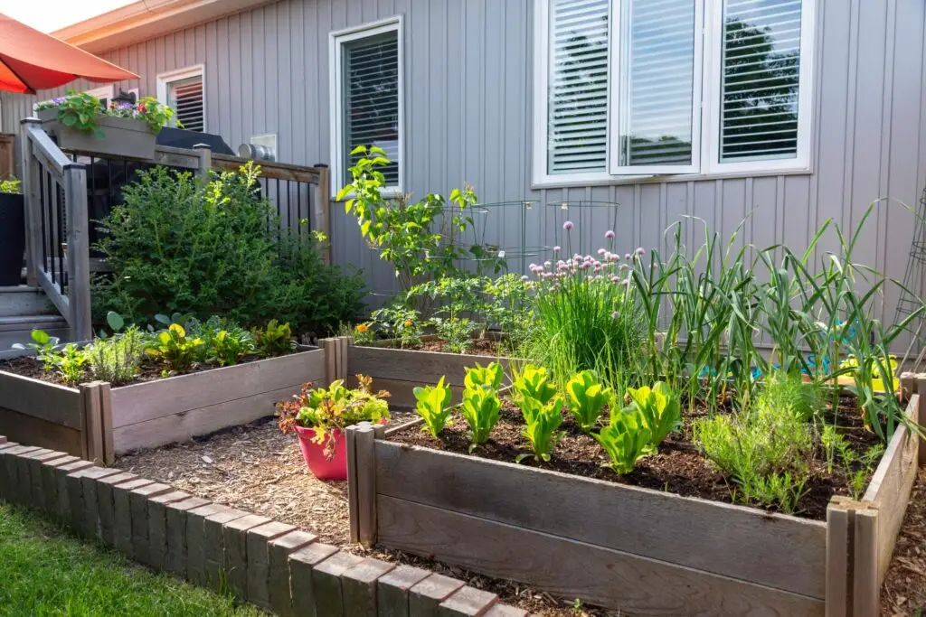 raised beds full of plants