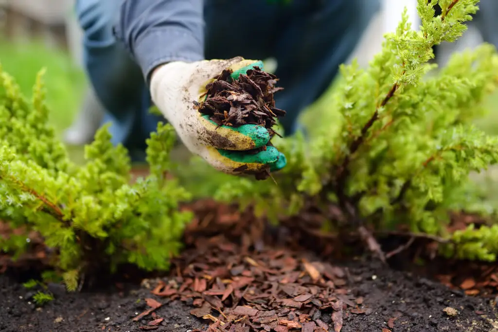 hand holding mulch