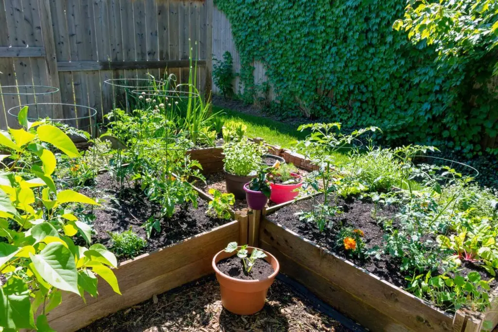 raised bed full of plants