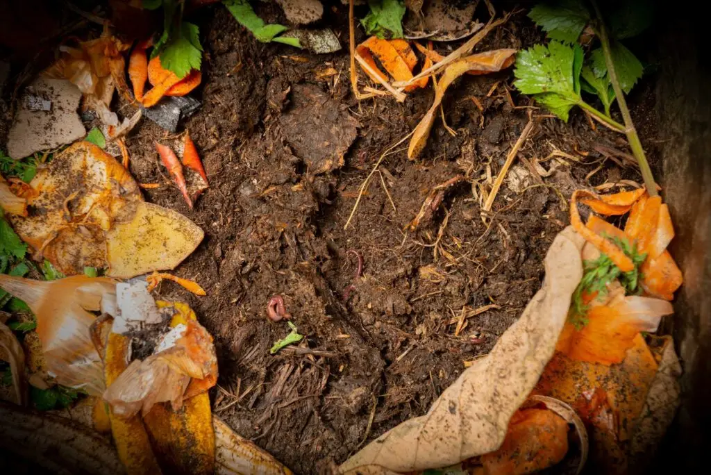 overhead view of compost