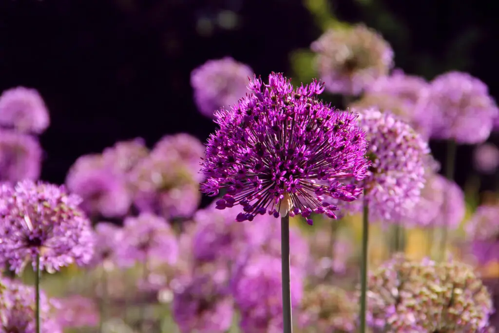 Allium Flower Care