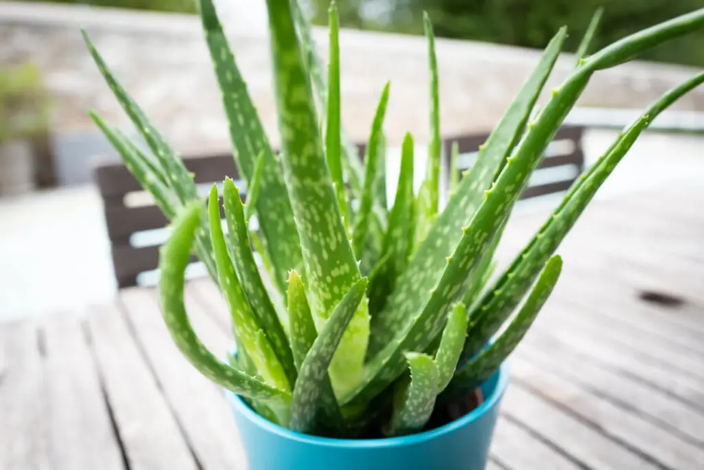 Aloe vera