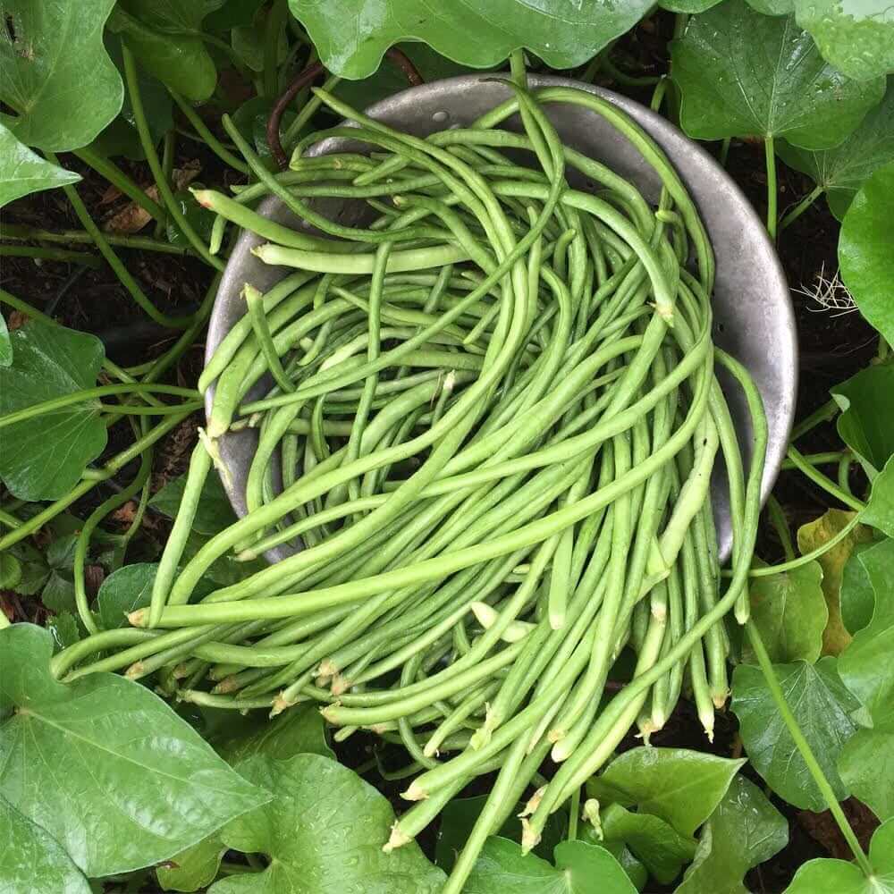 Angelas asparagus beans