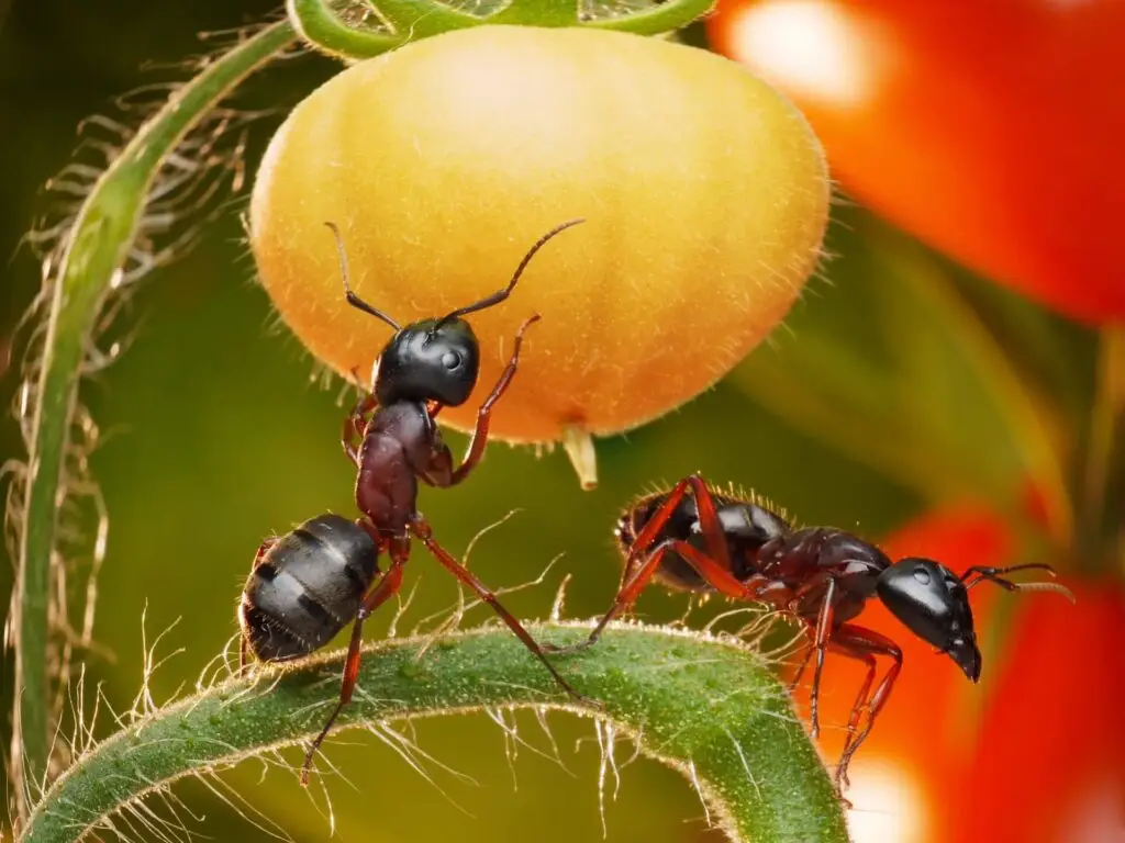 Ants in the garden 1