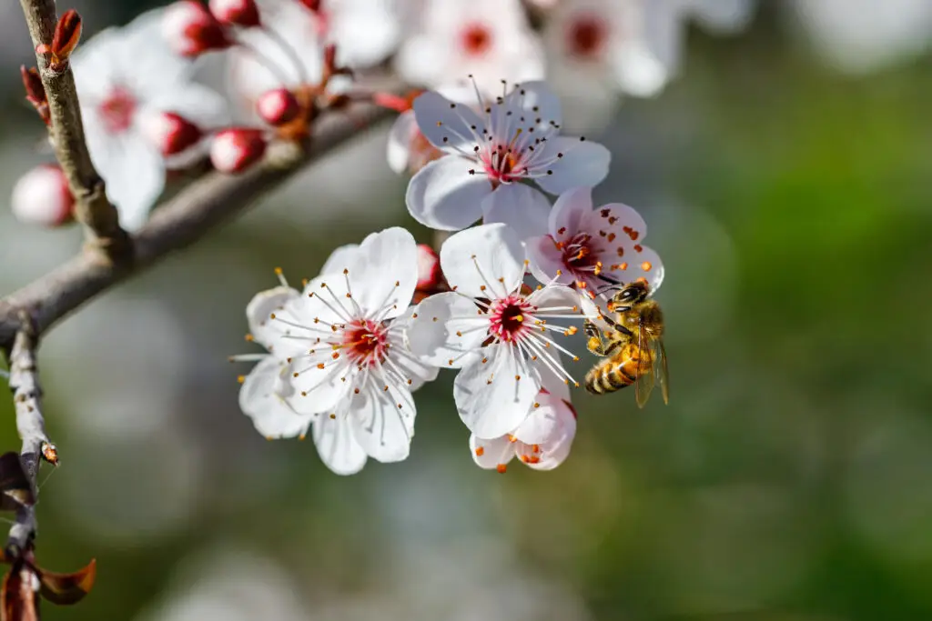 April Garden Checklist Zones 6 8