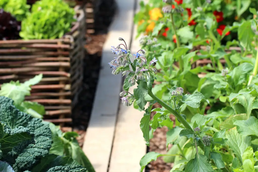 April Garden Checklist Zones 9 11