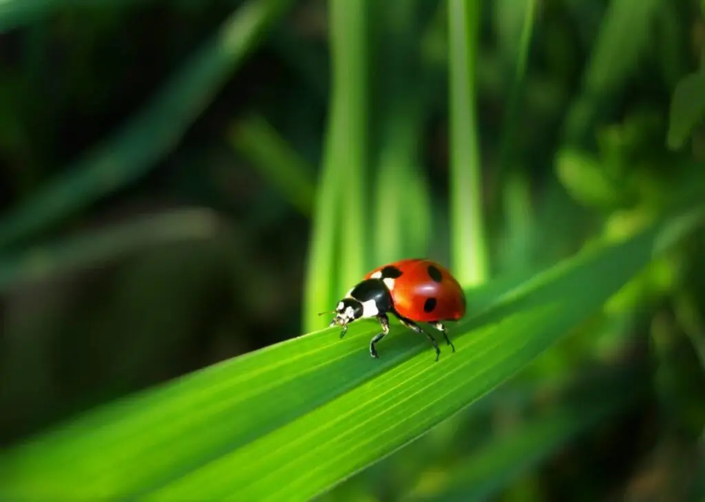 Attracting the Good Bugs
