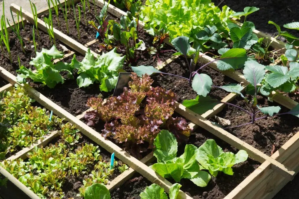 August Garden Checklist