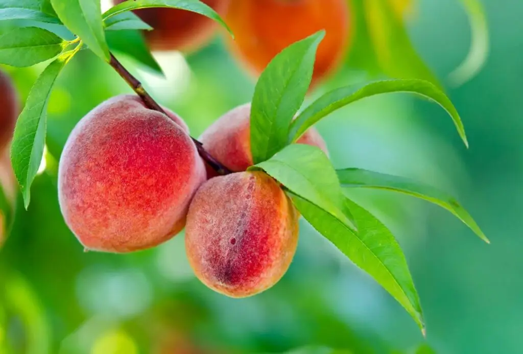 August Garden Checklist Zones 4 5