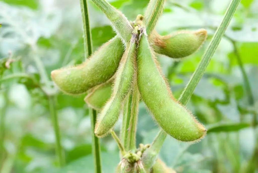 Bean Rut