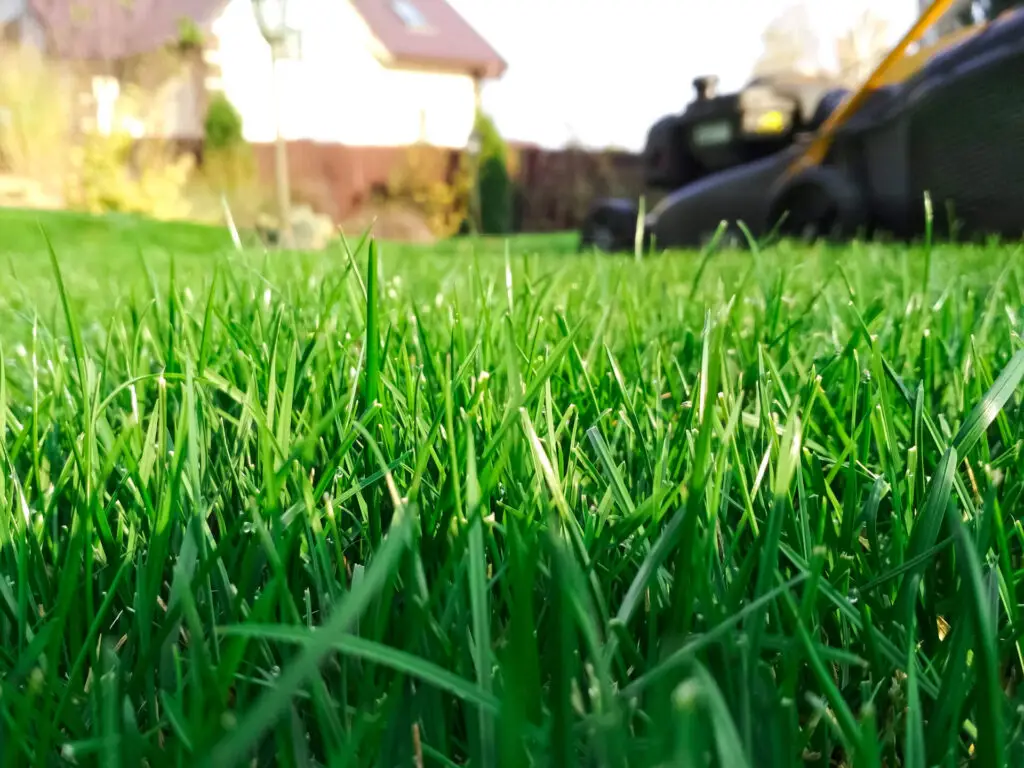 Beginners Guide to Organic Lawn Fertilizer