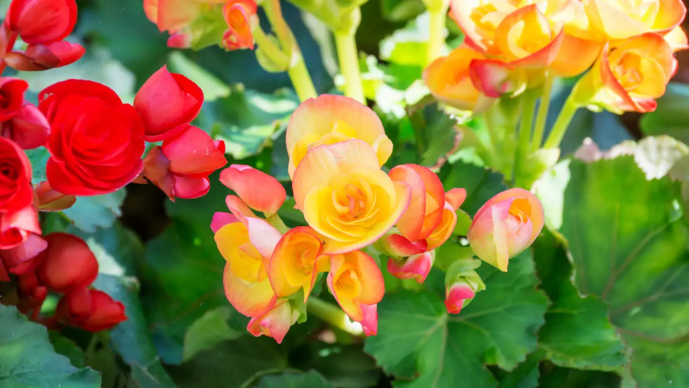 Begonias in the garden