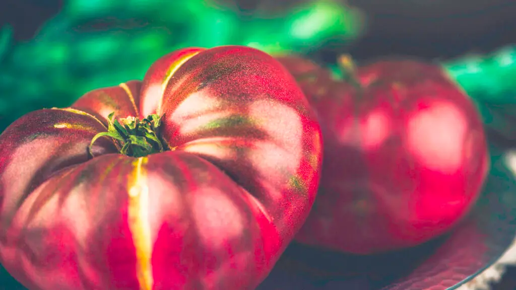 Best Fertilizer For Tomatoes