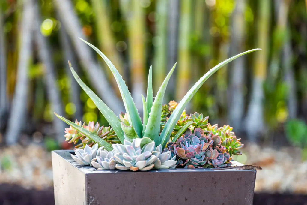 Best Soil for Succulents