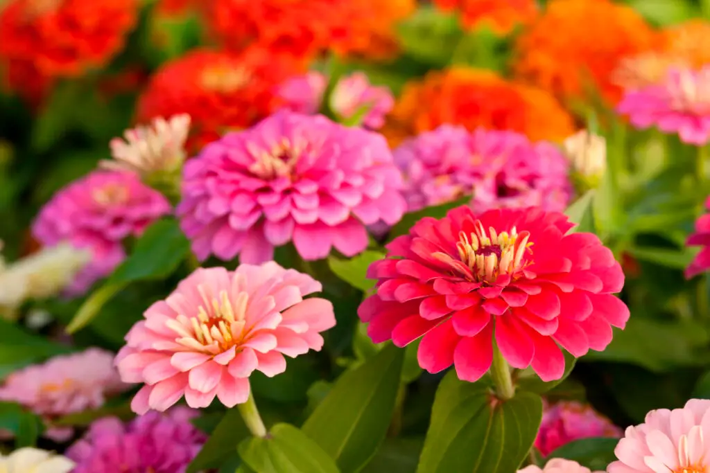 Best Summer Flowers