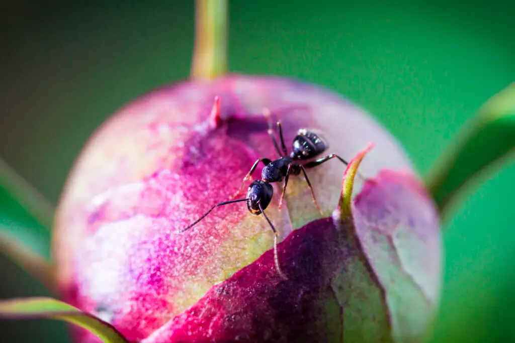 Black Garden Ant