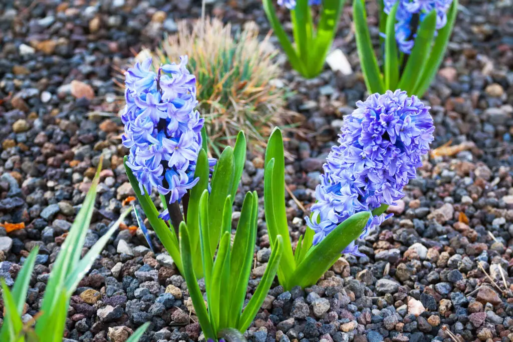 Blue Hyacinth in Rocks