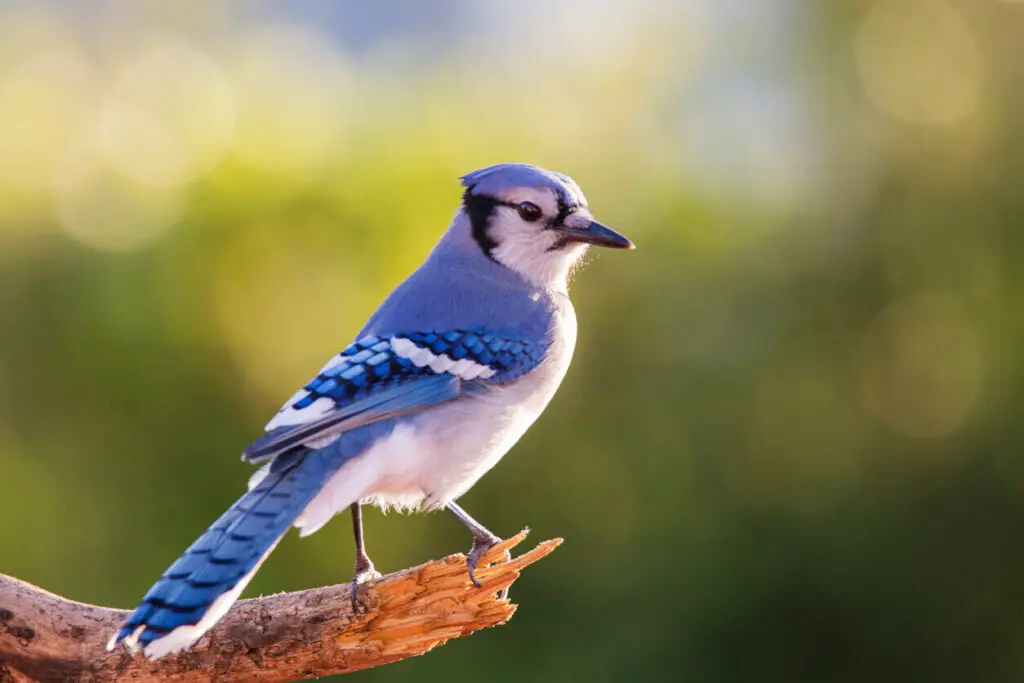 Blue jay
