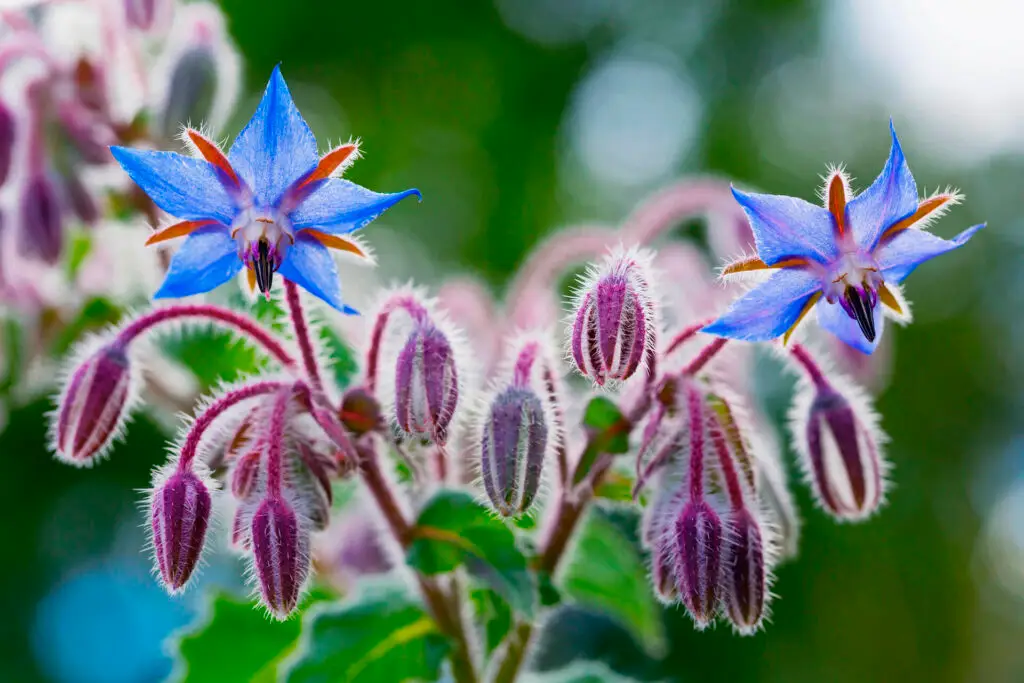 Borage Flowers