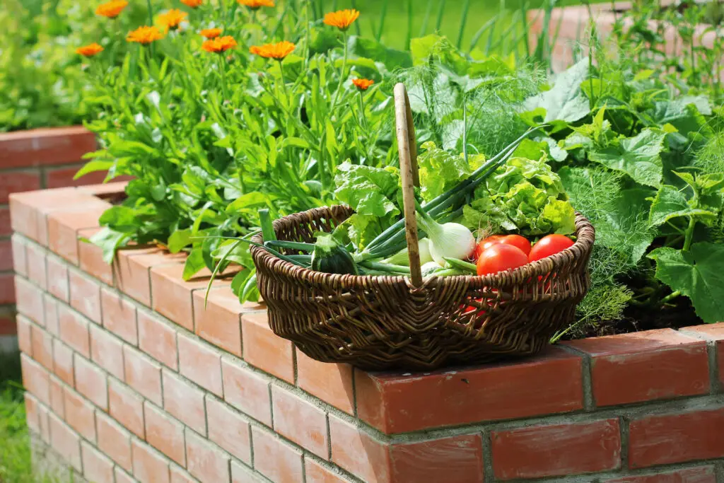 Brick Raised Garden Bed