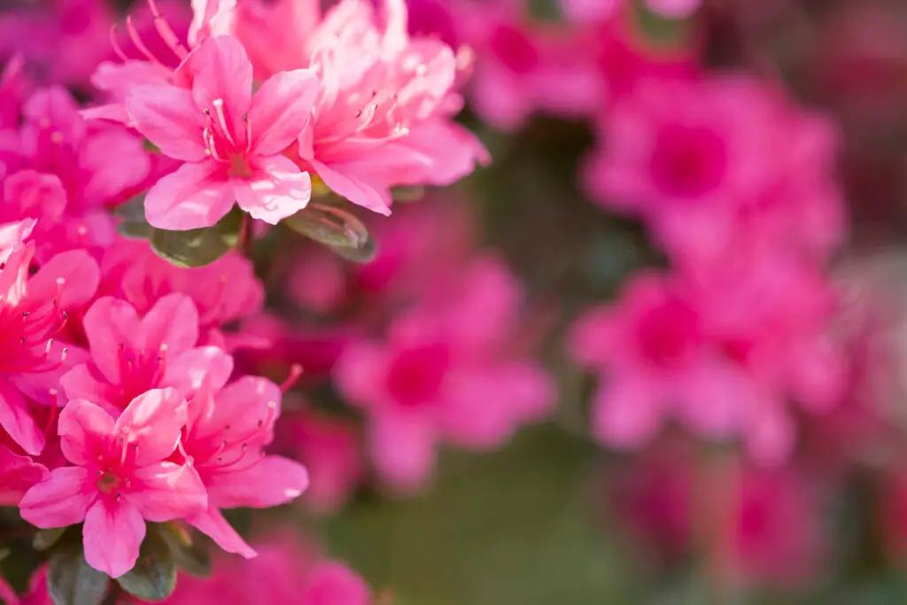 Bright Pink Azaleas