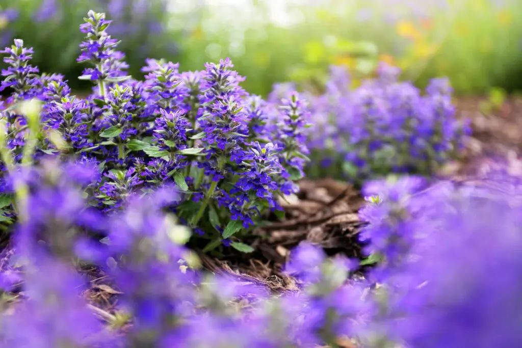 Bugleweed Flower