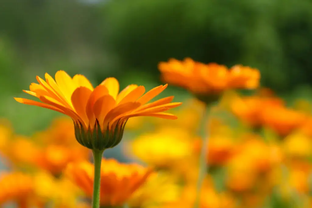 Calendula Flower