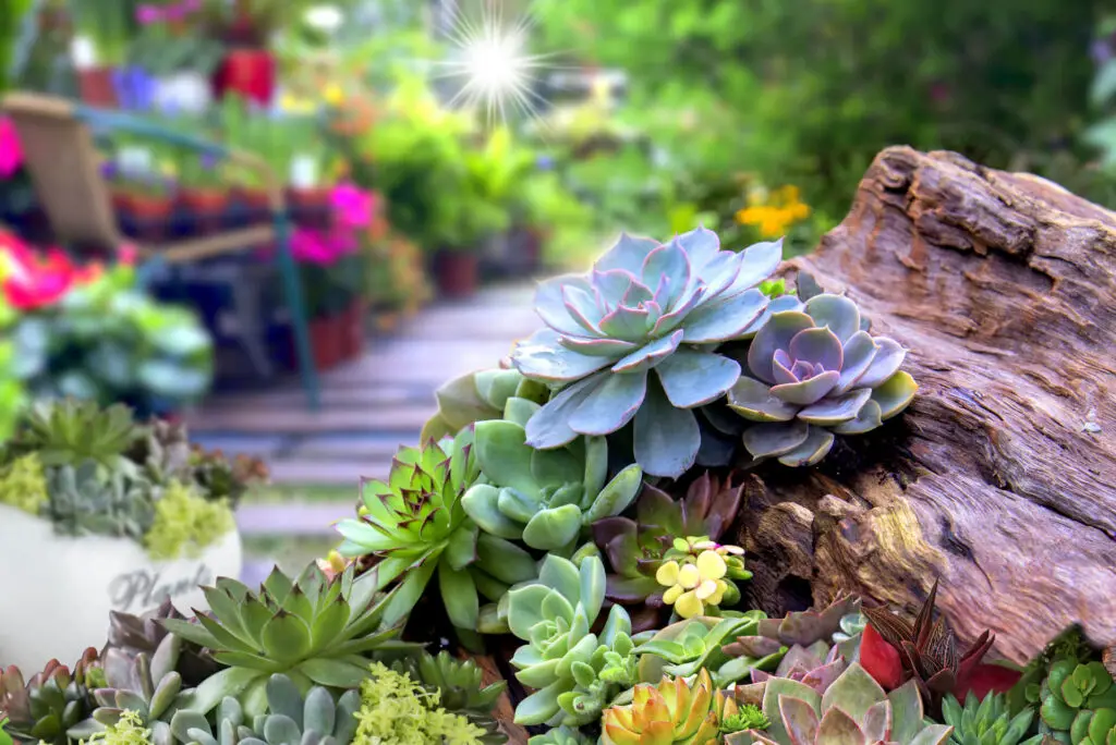 Can Succulents Live Outside