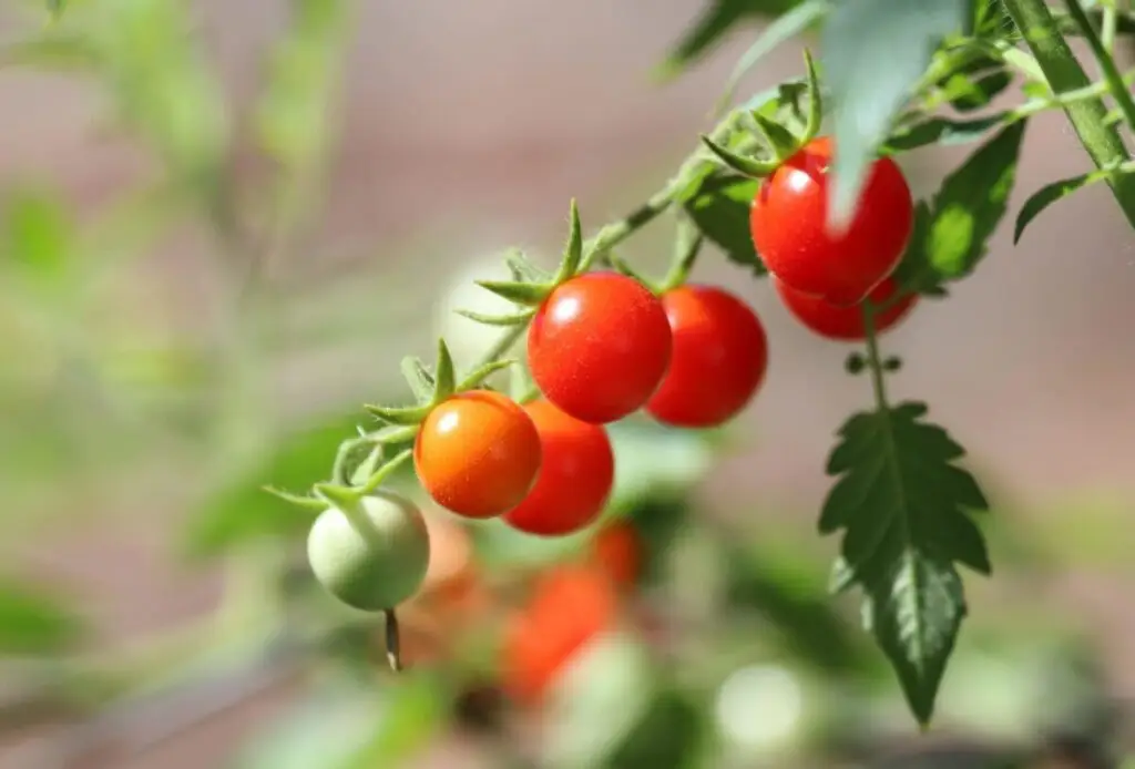 Colorful Cherry tomatoes