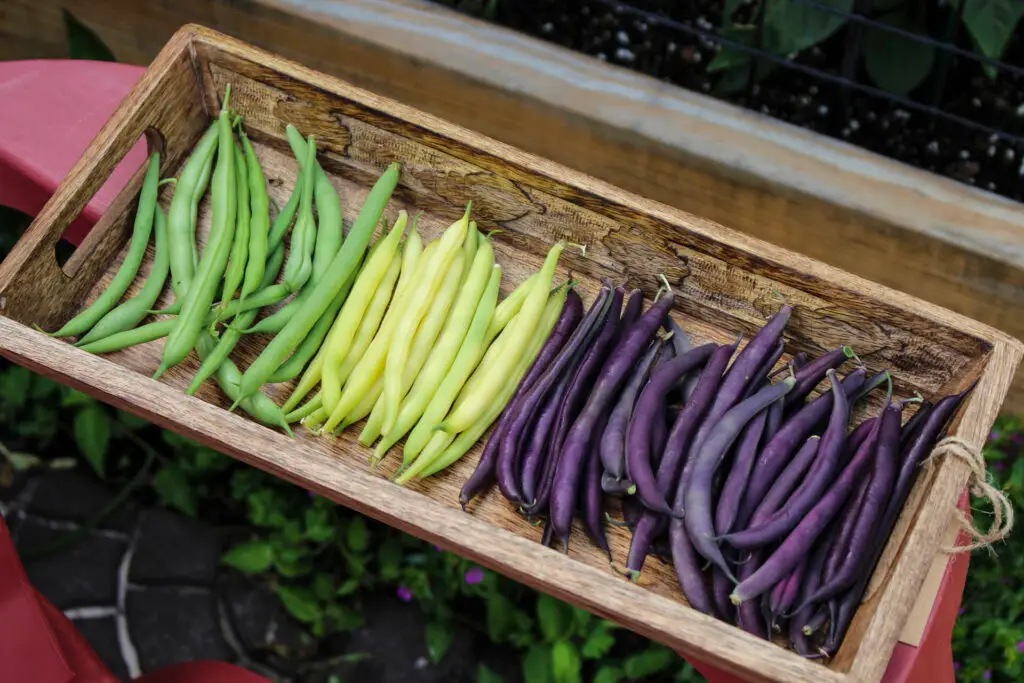 Colorful String Beans
