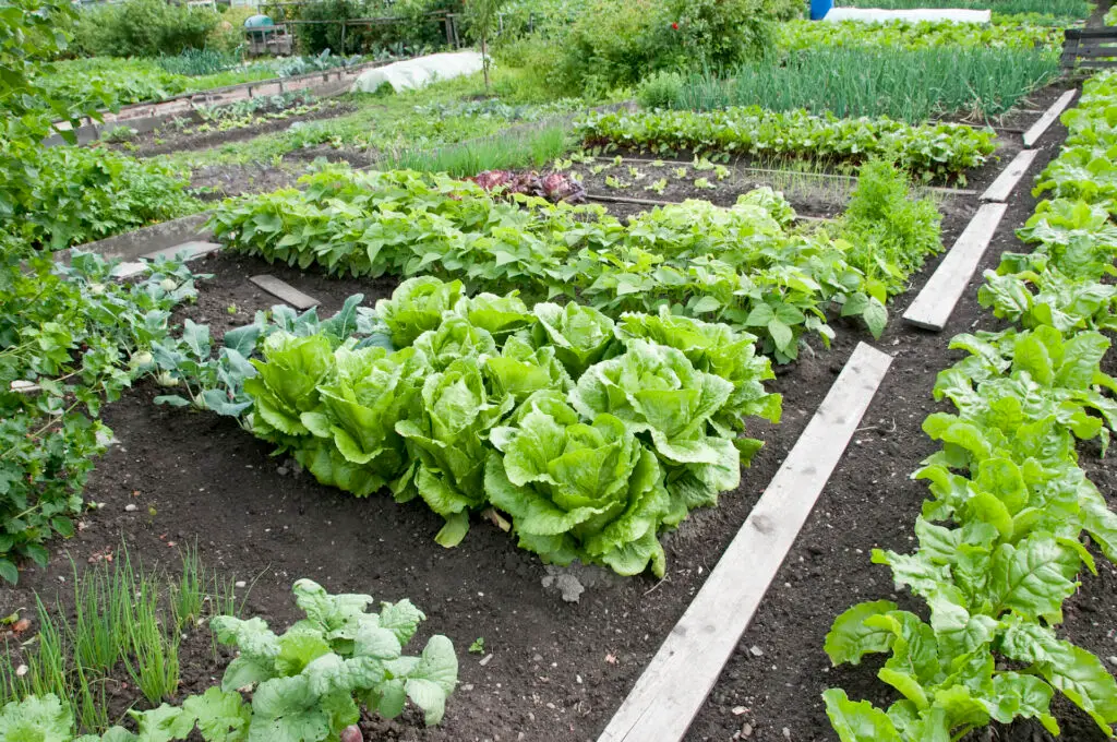 Community Garden