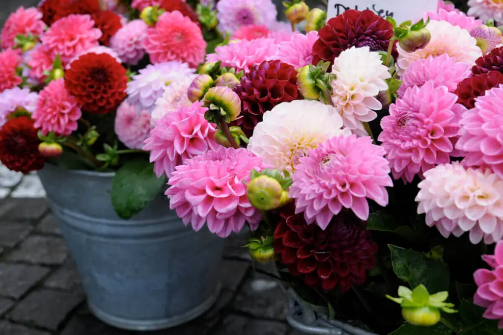 Dahlias
