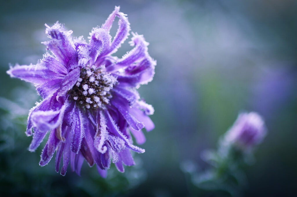 December Garden Checklist Zones 4 6