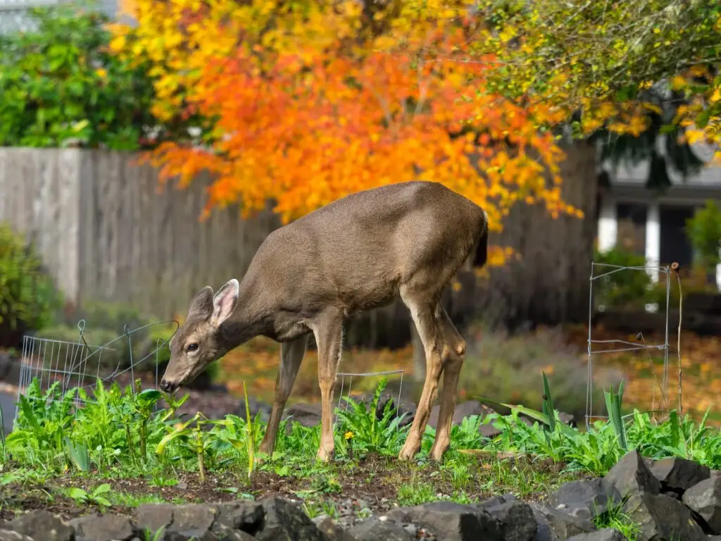 Deer in Garden