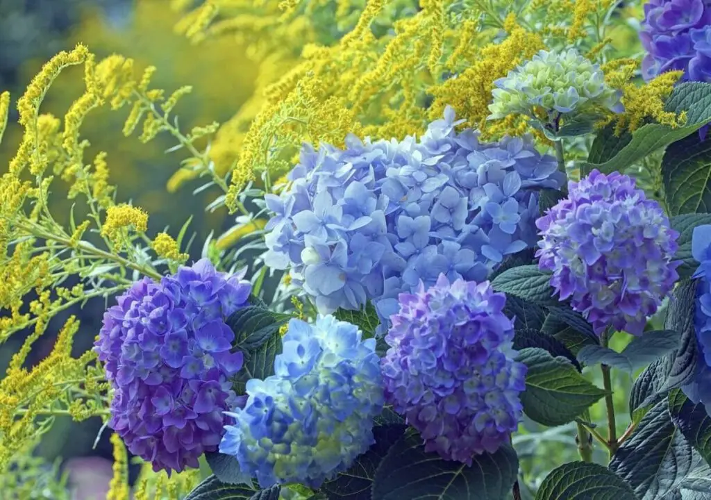 Designing Your Flower Garden