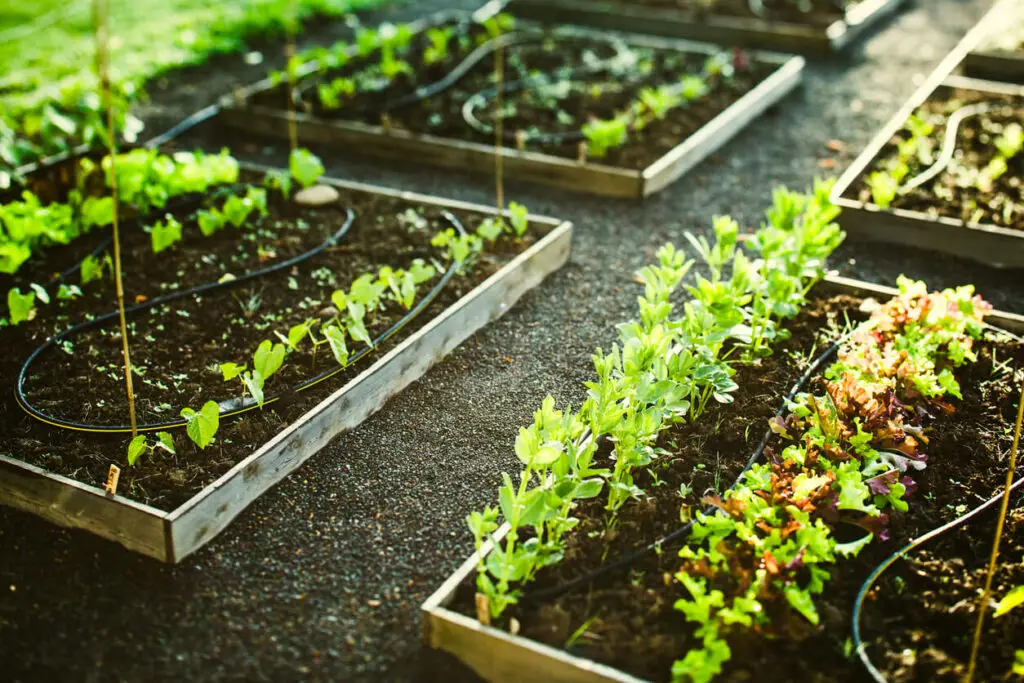 Drip irrigation system
