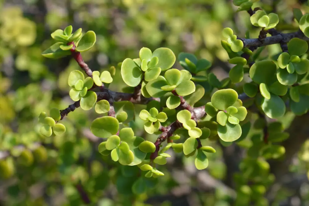 Elephant Bush In Your Garden