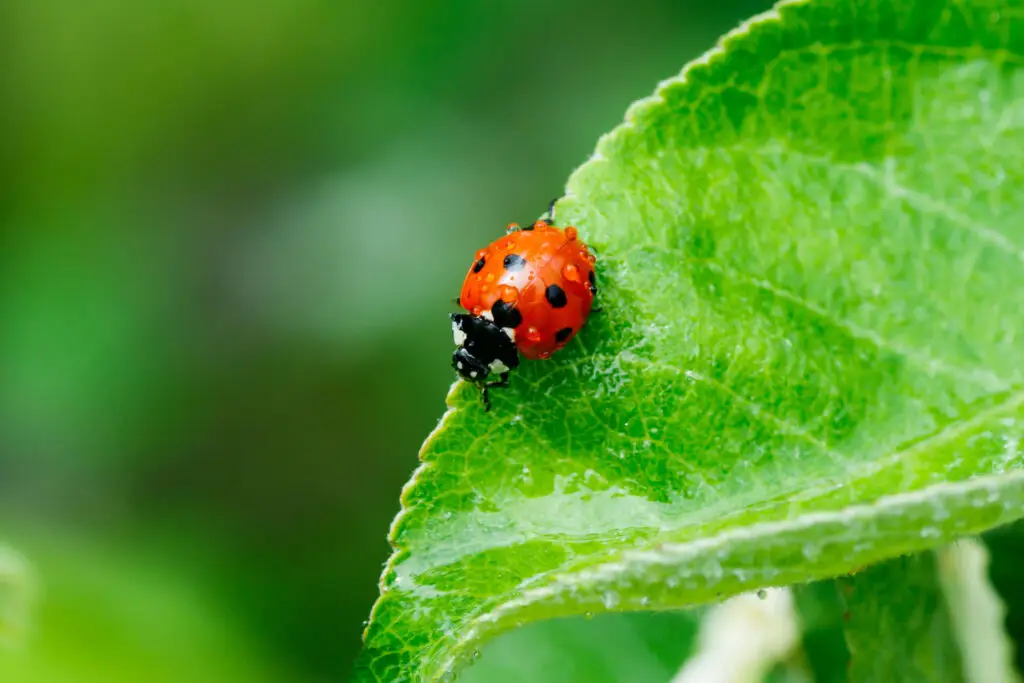 Everything To Know About Thrips