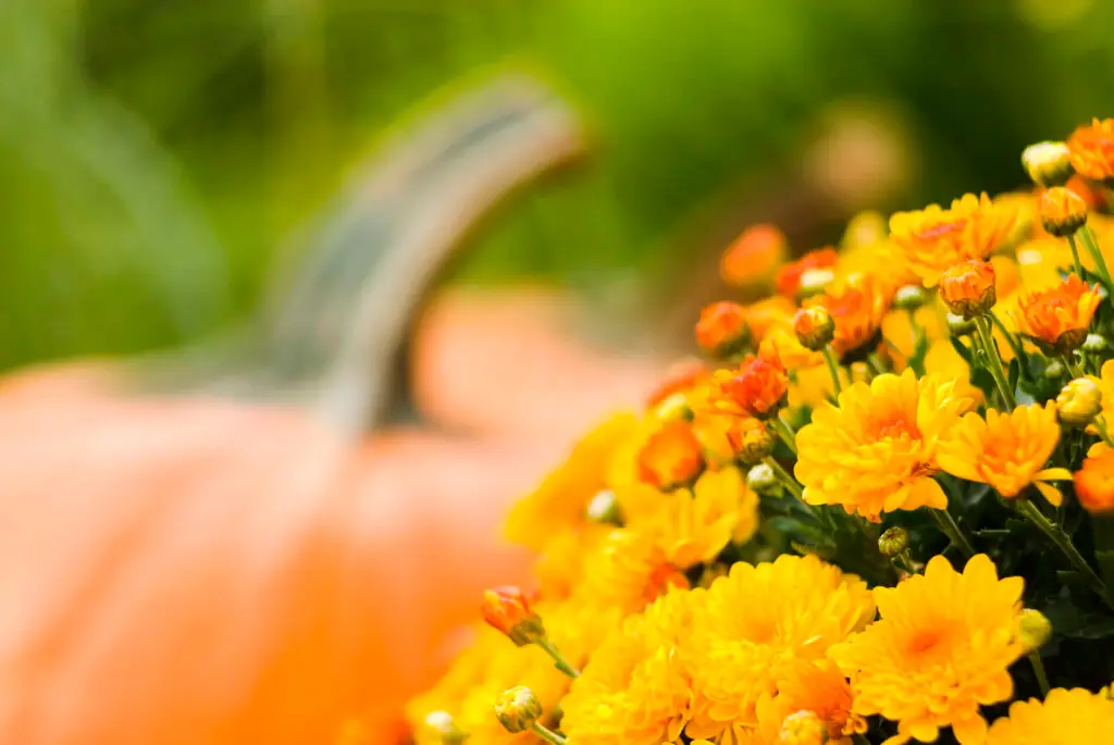 Fall Flowers for Pots Containers