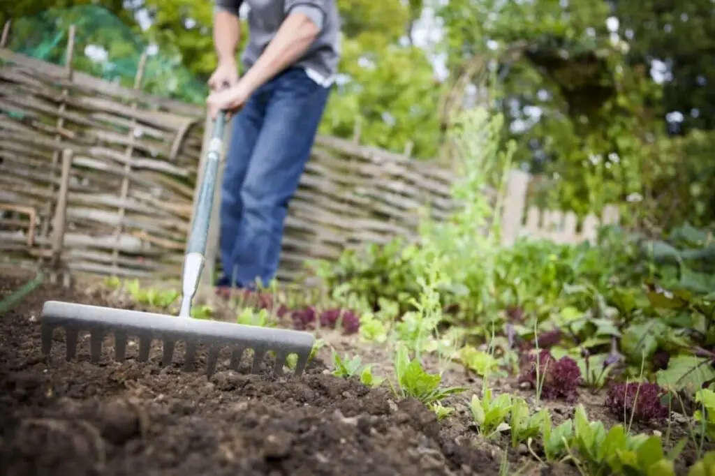 Fall Home Gardening in Reno