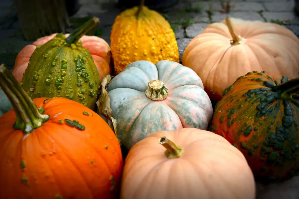Fall pumpkins