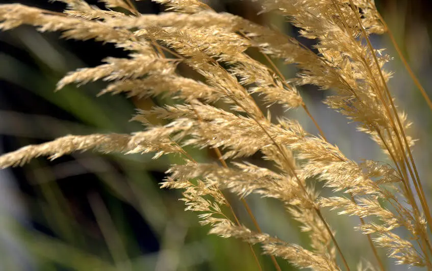 Feather Reed Grass