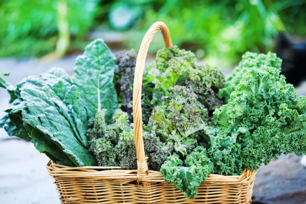 February Gardening Zones 6 8