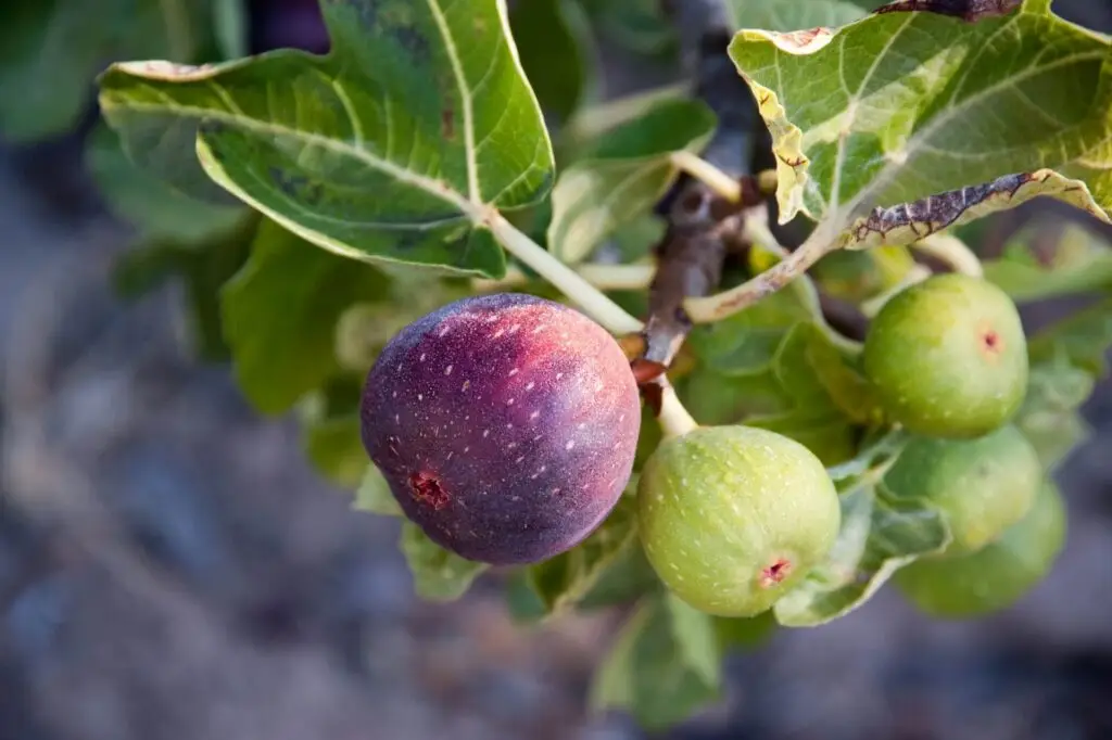 Figs on a branch