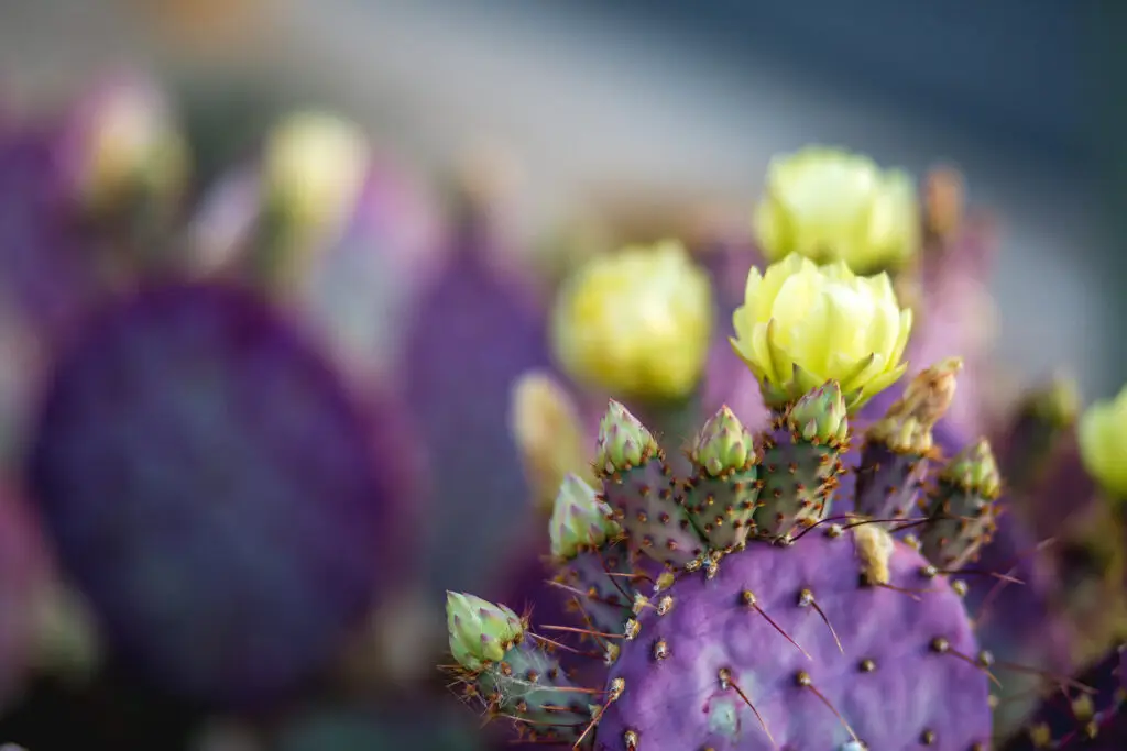 Flowering Succulents Outdoor Vs. Indoor
