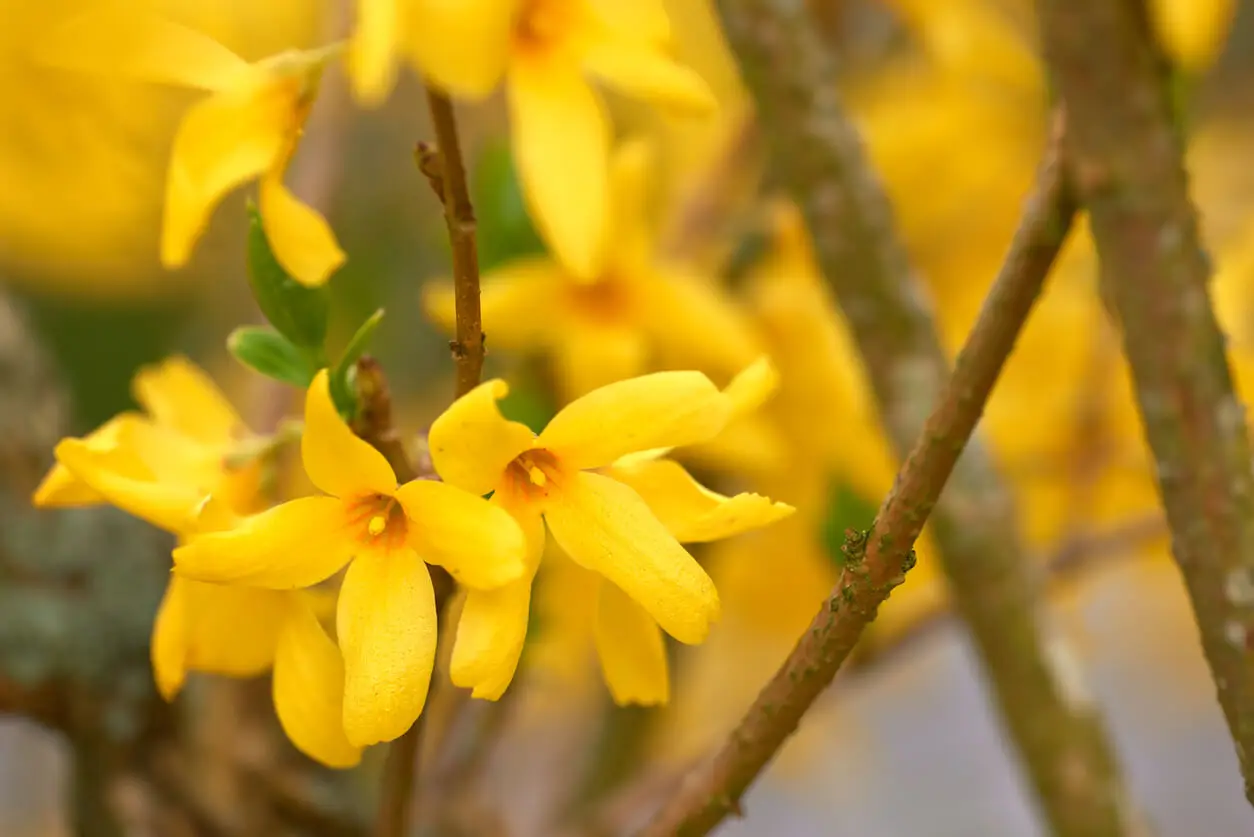 Forsythias