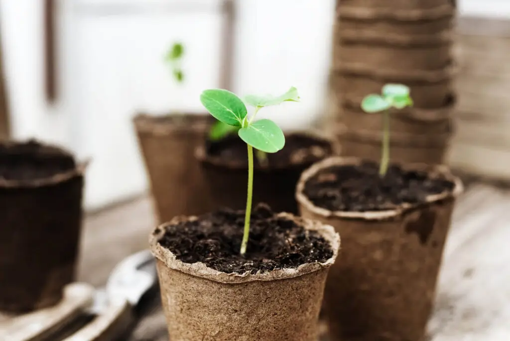 Seed Starting